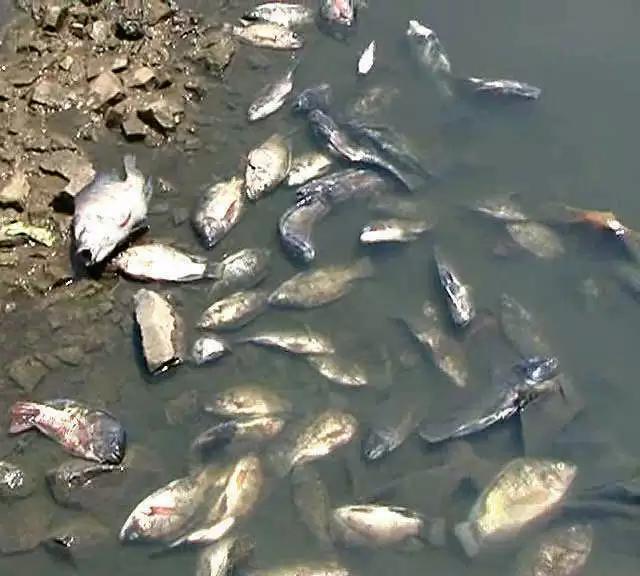 इंद्रायणी नदीत दूषित पाण्यामुळे शेकडो माशांचा मृत्यू