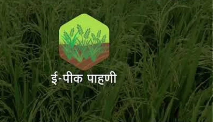 ई-पीक पाहणी मोबाईल ॲपवर पीक पाहणीच्या नोंदी करण्याचे आवाहन