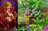 गणपतीला प्रिय असणाऱ्या 'पत्री'चे आरोग्यदायी महत्व जाणून घ्या एका क्लिकवर...
