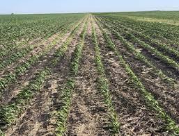 शेतकऱ्याचा उत्पादन खर्च कमी करण्यासाठी प्रयत्न करा- कृषीमंत्री