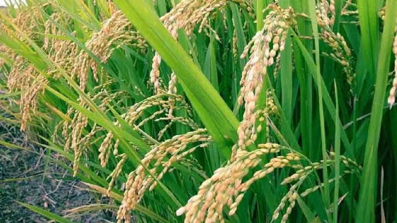 भोर तालुक्यातील भात पीक जोमात: बळीराजाचा चेहरा खुलला