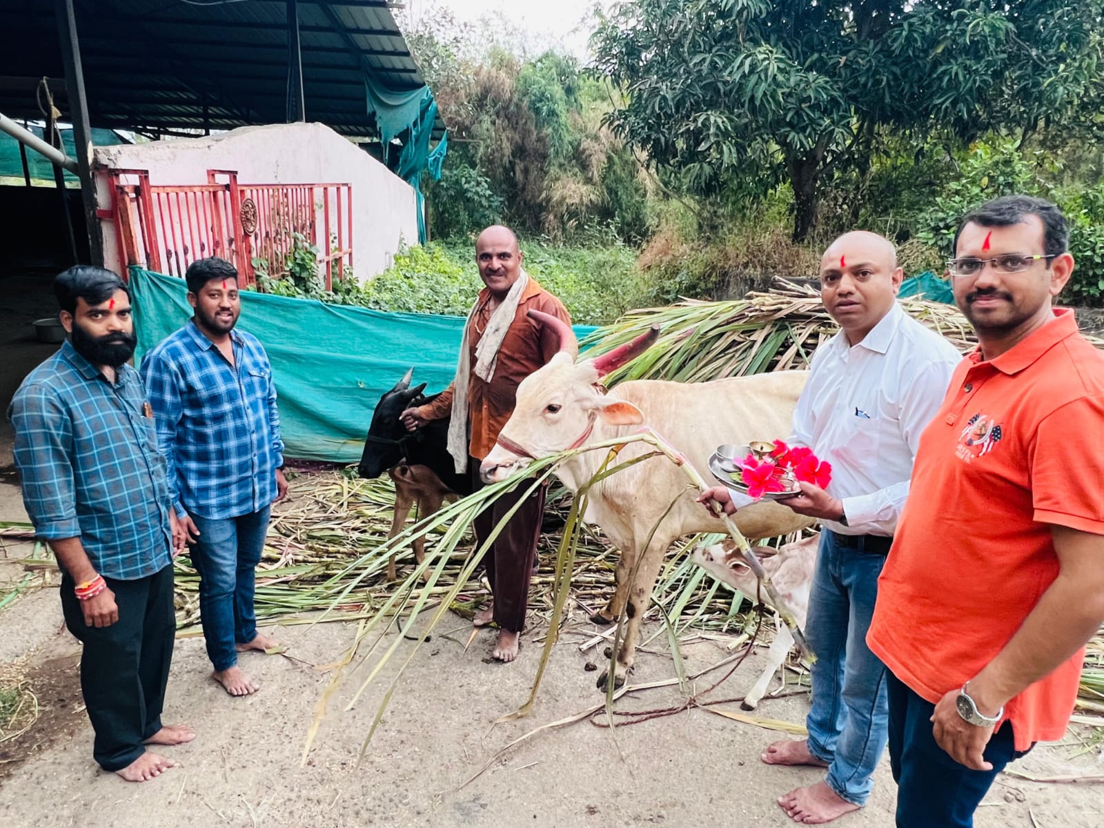 मावळातील गोशाळेस वसुबारस निमित्त पाच हजार किलो ऊस प्रदान