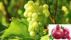 निर्यातक्षम फळबागांची हॉर्टीनेट प्रणालीवर शेतकऱ्यांनी नोंदणी करण्याचे आवाहन