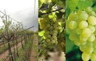 अवकाळी पावसामुळे द्राक्ष बागांचे मोठे नुकसान