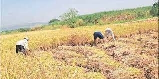 मावळ तालुक्यात भात झोडणीची लगबग