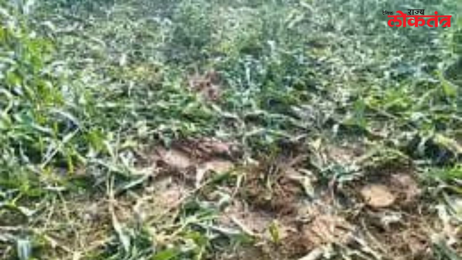 गडचिरोली मधील शंकरनगर भागात हत्तींचा धुमाकूळ शेतकऱ्यांमध्ये भीतीचे वातावरण