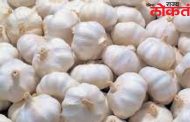 लसून ४०० रुपये किलोवर ; का वाढतायंत लसनाचे भाव ?