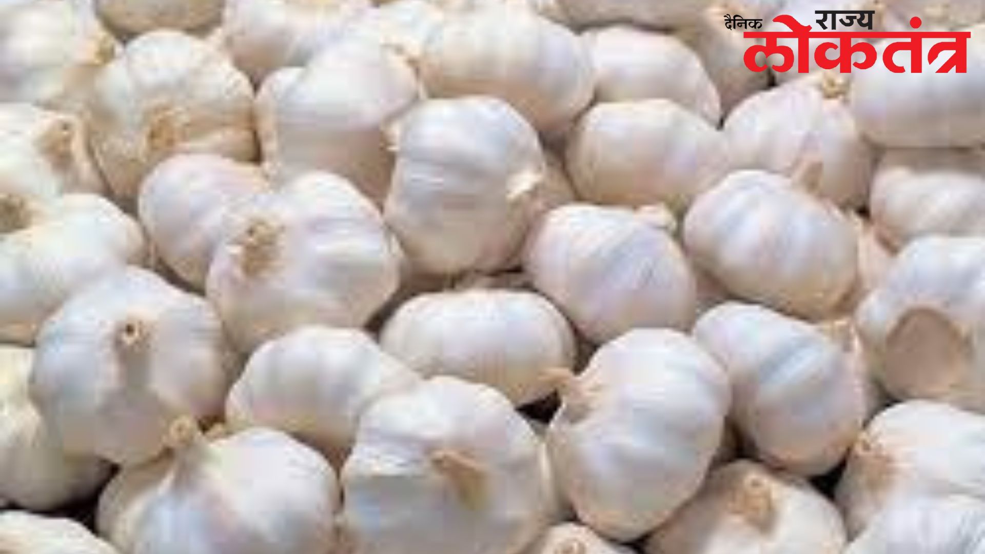 लसून ४०० रुपये किलोवर ; का वाढतायंत लसनाचे भाव ?