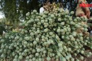 पुरदंरमध्ये अफुची शेती करण्याचा दुसरा प्रकार उघड ! ७६ हजारांची ३८ किलो अफुची बोंडे जप्त.