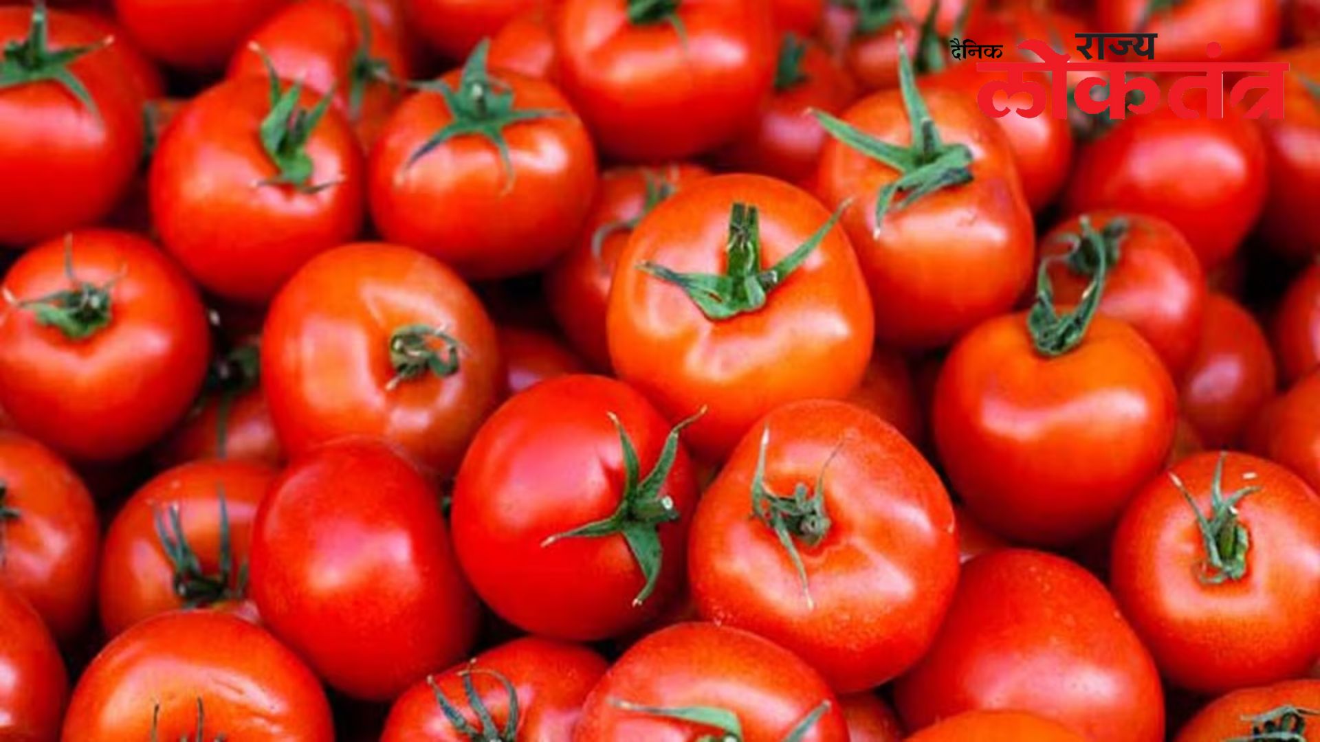 शेतकऱ्यांच्या घामाचा होतोय ‘लाल चिखल’; टोमॅटो फेकून देण्याची आली वेळ