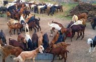 पुणे पोलिसांची बेकायदेशीर बकरी बाजारांवर धडक कारवाई