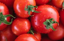 टोमॅटो दरवाढीच्या अनुषंगाने उपाययोजनांचा कृषि आयुक्तांनी घेतला आढावा