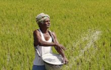 खरीप हंगाम पीक  स्पर्धेत शेतकऱ्यांनी सहभाग घेण्याचे कृषी विभागाचे आवाहन