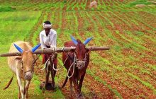 कृषी विस्तार सेवा अभ्यासक्रमाचा पदविका प्रदान समारंभ संपन्न