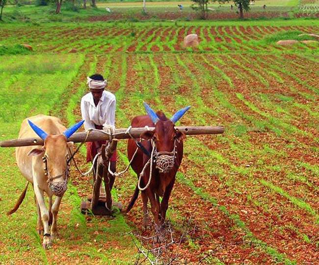कृषी विस्तार सेवा अभ्यासक्रमाचा पदविका प्रदान समारंभ संपन्न