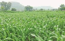 पीक स्पर्धेत सहभागी होण्याचे कृषि आयुक्तांचे आवाहन