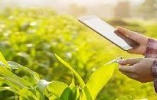 ई-पीक पाहणी मोबाईल ॲपवर पीक पाहणीच्या नोंदी करण्याचे आवाहन