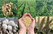 जिल्ह्यातील बाजरी, कांदा, सोयाबीन, भुईमूग, तूर पिकांकरिता नुकसान भरपाईचे आदेश जारी