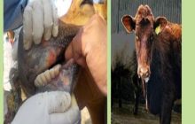 राष्ट्रीय लाळ खुरकत रोग नियंत्रण जागृती सप्ताहाचे ११ ते १७ सप्टेंबरदरम्यान आयोजन