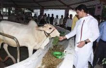 कृषी मंत्री धनंजय मुंडे यांची देशी गाय संशोधन व प्रशिक्षण केंद्राला भेट