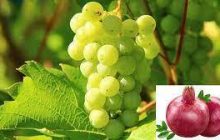 निर्यातक्षम फळबागांची हॉर्टीनेट प्रणालीवर शेतकऱ्यांनी नोंदणी करण्याचे आवाहन