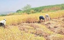 मावळ तालुक्यात भात झोडणीची लगबग