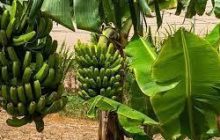 केळी उत्पादक शेतकऱ्यांना पीकविमा भरण्यासाठी मुदतवाढ