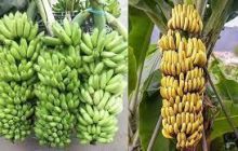 राज्यातील केळीची युरोप येथे प्रायोगिक निर्यात