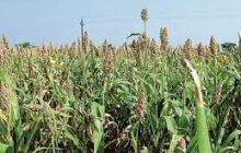 रब्बी हंगाम पीकस्पर्धेत शेतकऱ्यांनी भाग घेण्याचे आवाहन