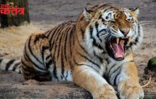 वाघांच्या मृत्यू बाबत महाराष्ट्र अवलस्थानी एका वर्षात ४८ वाघांचा मृत्यू