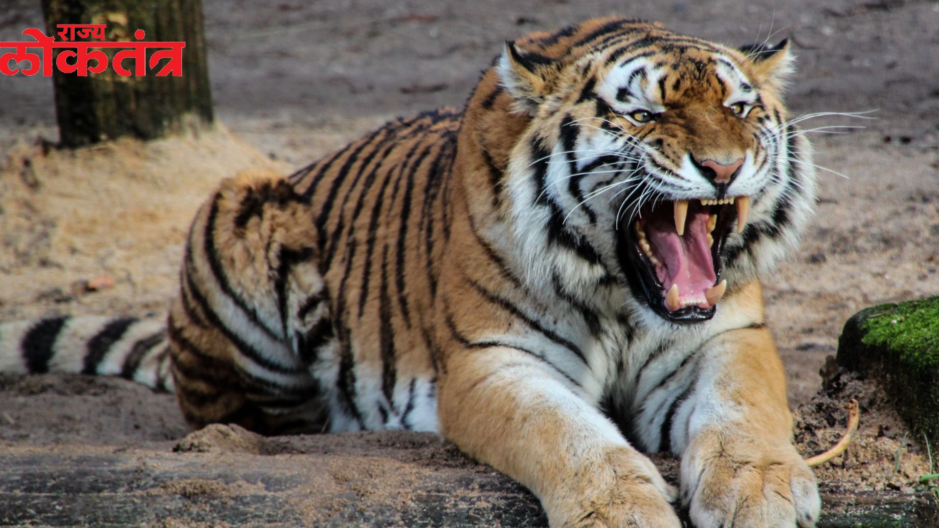 वाघांच्या मृत्यू बाबत महाराष्ट्र अवलस्थानी एका वर्षात ४८ वाघांचा मृत्यू