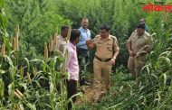 बाजरीच्या नावाखाली तीन एकर गांजाची शेती ; पोलिसांची मोठी कारवाई
