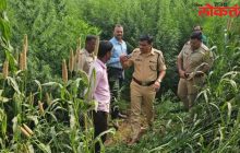 बाजरीच्या नावाखाली तीन एकर गांजाची शेती ; पोलिसांची मोठी कारवाई